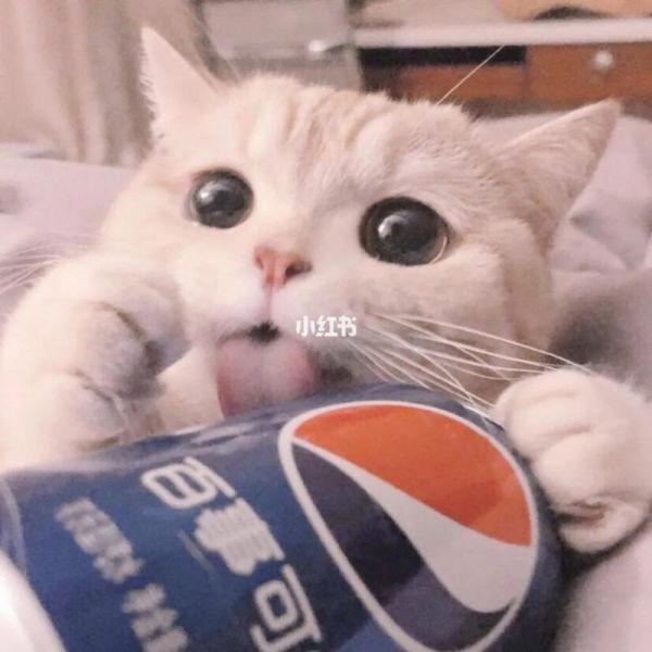 高清猫咪情侣头像情侣专用 情侣头像图片