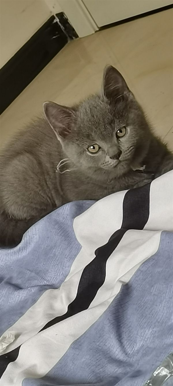 蓝猫
