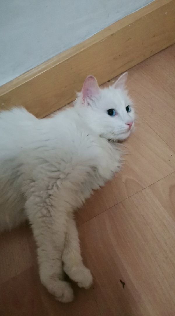 猫咪领养