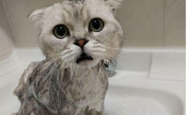 宠物猫生小猫后多久可以洗澡？（了解适宜洗澡的时间和注意事项）