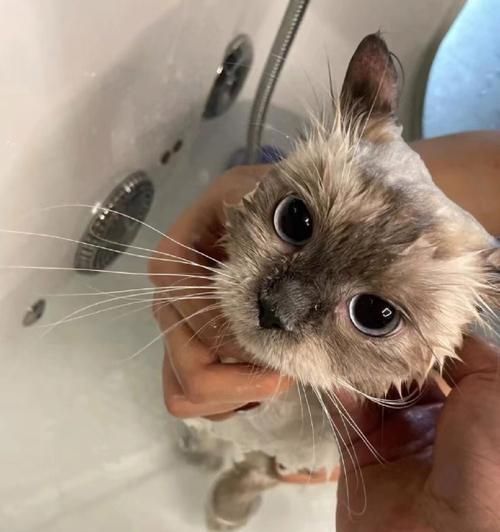 宠物猫生小猫后多久可以洗澡？（了解适宜洗澡的时间和注意事项）