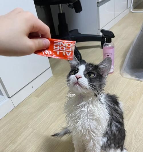 宠物猫生小猫后多久可以洗澡？（了解适宜洗澡的时间和注意事项）