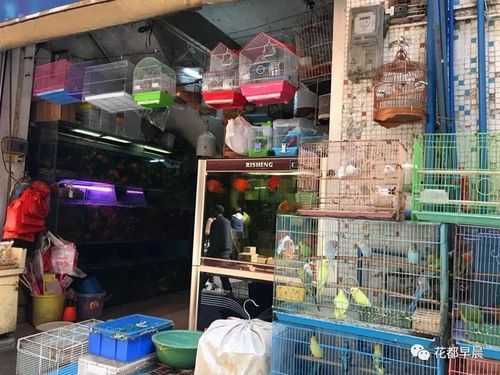 香港宠物街?香港宠物街在哪里!