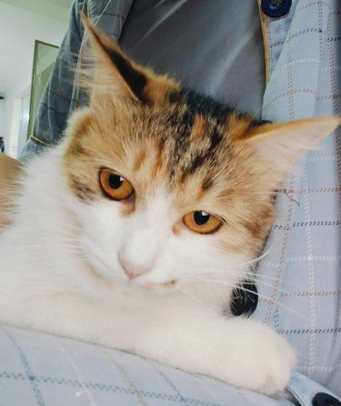今天猫主子痊愈了