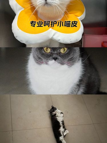 关于宠物疫苗接种后的注意事项