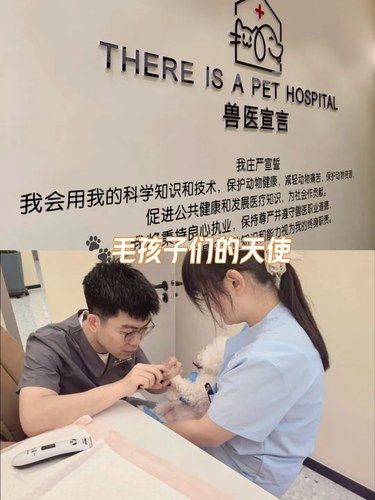 我愿称他们为毛孩子的守护天使