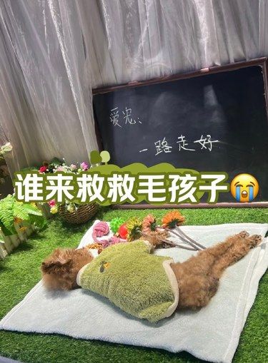 谁来救救毛孩子[流泪]