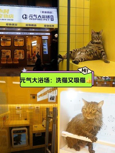阳光元气大浴场｜24h自助洗猫，还能美美吸猫