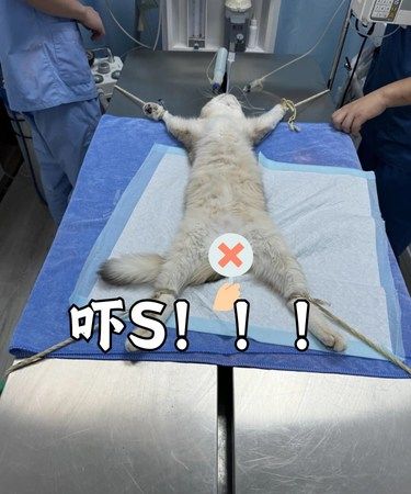 我以为手术台上的猫猫是这样的