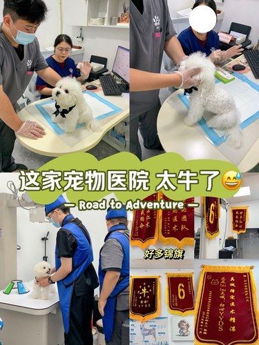 选宠物医院最重要的是良心和靠谱