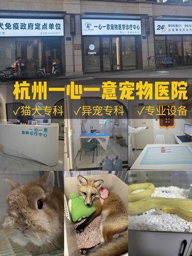 一心一意宠物医院——杭州24H生病急诊
