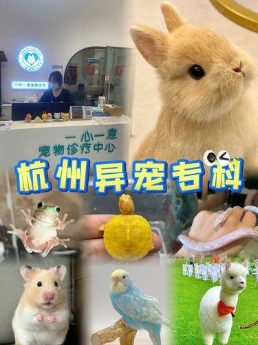 杭州养异宠的都给我去这个医院异宠专科❗