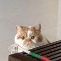 https://p0.meituan.net/userheadpicbackend/2daf07fe51b4ec13782366f38314b81a653011.jpg%40120w_120h_1e_1c_1l%7Cwatermark%3D0