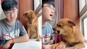 百万宠物博主被曝虐狗,被举报后威胁粉丝:我要是凉了就杀狗!