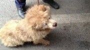 沈阳杀狗一条街揭秘:杀狗前向爱狗人士求购