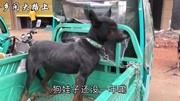 农村大爷卖狗真硬气,杀狗的坚决不卖,少给1000不卖,只能拉回家