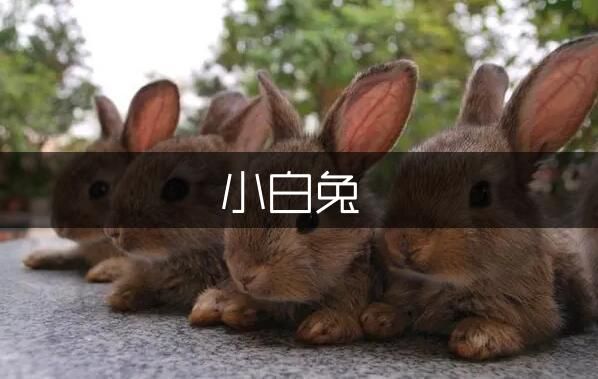 我的宠物小白兔作文400字（通用5篇）