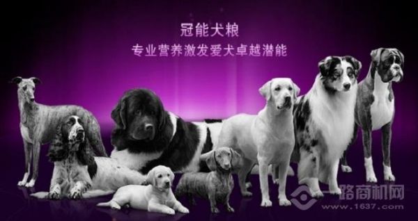 冠能狗粮加盟