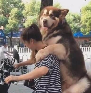 2018年中国最受欢迎的宠物狗排名榜单公布：第一名当之无愧！