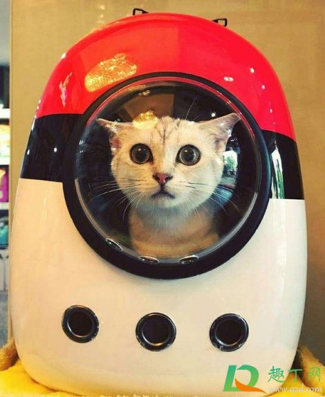 坐公交可以带猫上车吗2