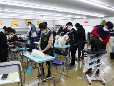 宠物美容师的工作好不好做