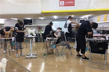宠物美容师的工作好不好做