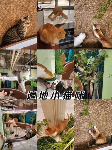 银泰百货里也有撸猫的地方了