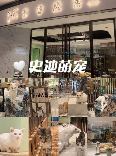 没养猫就来这里撸猫吧[比心]