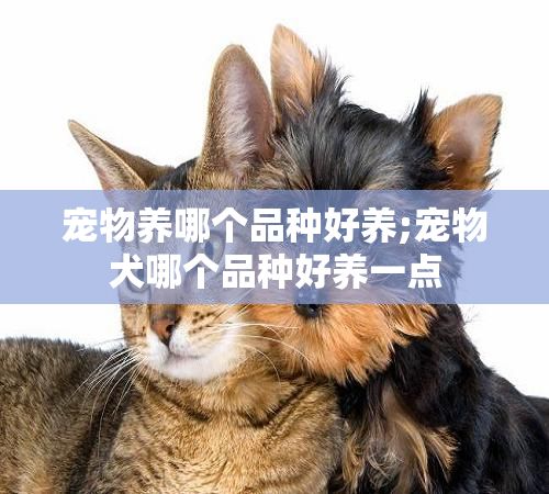 宠物养哪个品种好养;宠物犬哪个品种好养一点