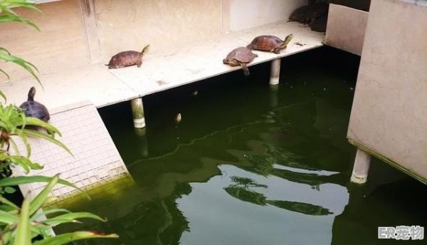 住楼房养什么宠物,适合楼房养的大宠物龟