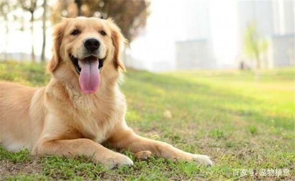 5种适合在楼上养的狗狗，第一种比较安静，第四个活动空间不大