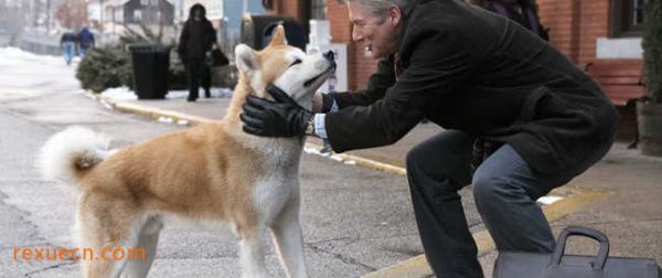 十大城市家养大中型犬排行榜3、秋田犬