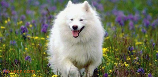 十大城市家养大中型犬排行榜1、萨摩耶犬