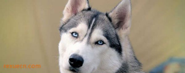 十大城市家养大中型犬排行榜2、哈士奇