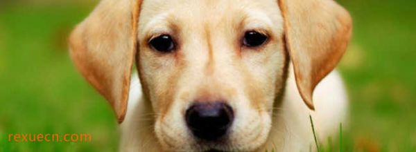 十大城市家养大中型犬排行榜6、拉布拉多寻回犬