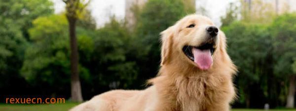 十大城市家养大中型犬排行榜4、金毛寻回犬