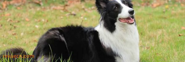 十大城市家养大中型犬排行榜7、边境牧羊犬
