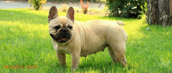 十大城市家养大中型犬排行榜9、法国斗牛犬