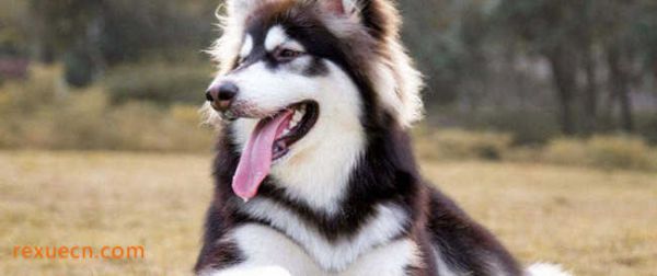 十大城市家养大中型犬排行榜8、阿拉斯加犬