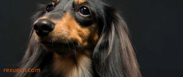 十大城市家养大中型犬排行榜10、腊肠犬