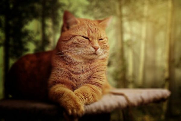 狸花猫从小养会很粘人吗(狸花猫黏人攻略:培养亲近的宠物关系)