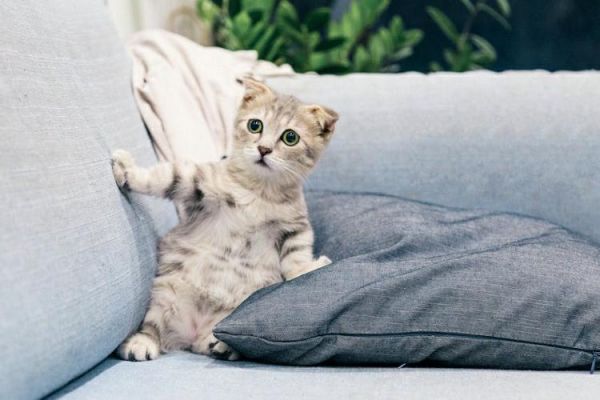 狸花猫从小养会很粘人吗(狸花猫黏人攻略:培养亲近的宠物关系)