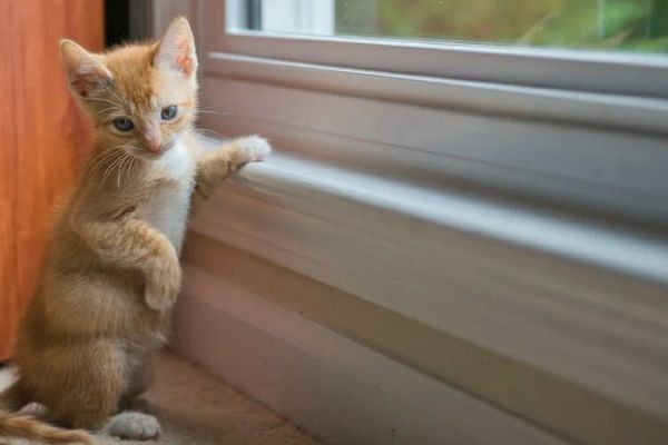 狸花猫从小养会很粘人吗(狸花猫黏人攻略:培养亲近的宠物关系)