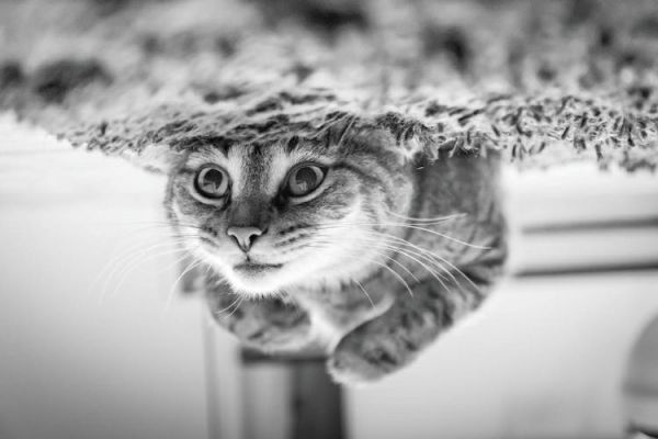 狸花猫从小养会很粘人吗(狸花猫黏人攻略:培养亲近的宠物关系)