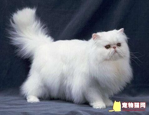 波斯猫