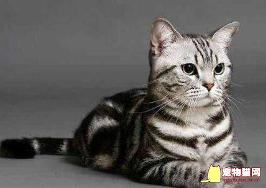 美国短毛猫