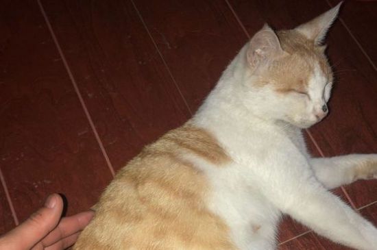 被宠物猫咬了用打针吗