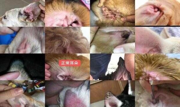 狗狗耳朵发炎怎么办