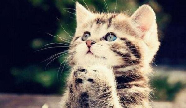 俄罗斯法：禁止俄罗斯人将熊和狮子等猛禽当宠物饲养