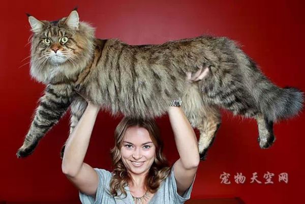 世界上的一些体型惊人的大猫咪 不知道它们会不会惊到你